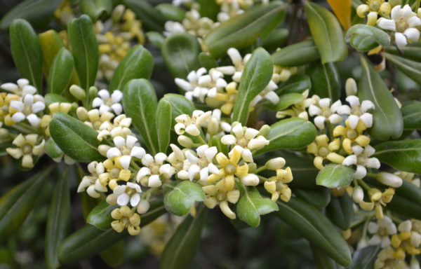 Pittosporum tobira (Thunb.) W.T.Aiton