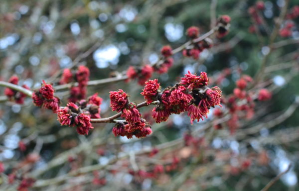 Parrotia persica DC C.A. Mey.