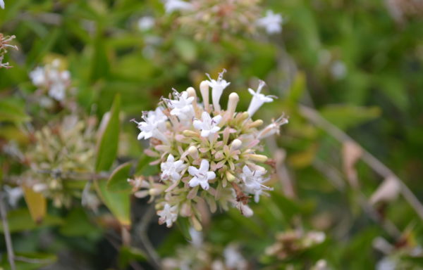 Abelia chinensis R.Br.