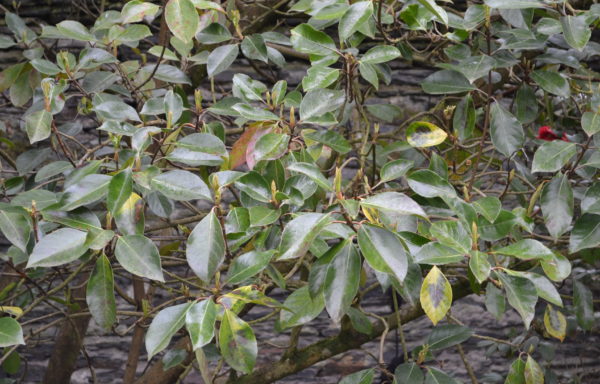 Viburnum odoratissimum Ker. Gawl.