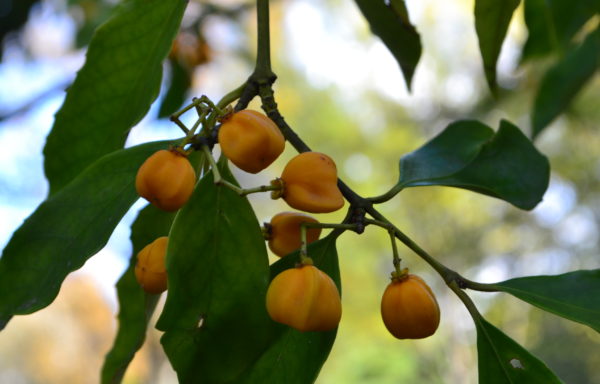 Euonymus myrianthus Hemsl.