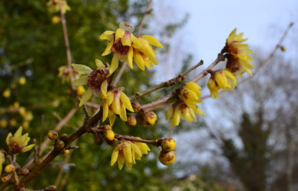 Chimonanthus praecox (L.) Link. ‘Grandiflorus’