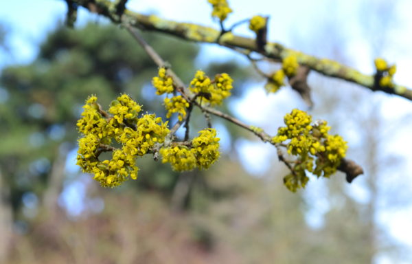 Cornus mas L.