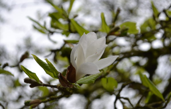 Magnolia kobus DC.