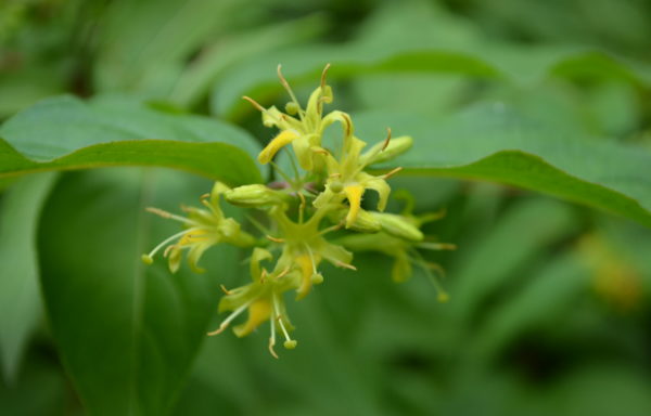 Diervilla × splendens Carrière