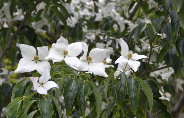 Cornus kousa subsp. chinensis (Osborn) Q.Y.Xiang