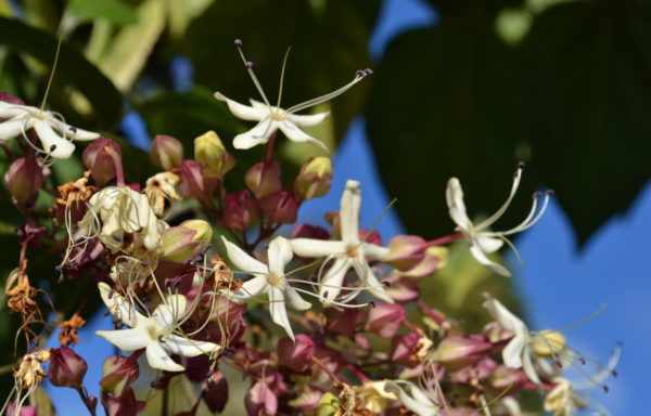 Clerodendrum trichotomum Thunb.