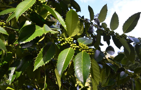 Ilex x koehneana ‘Castanaefolia’