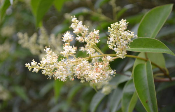 Ligustrum lucidum W.T.Aiton