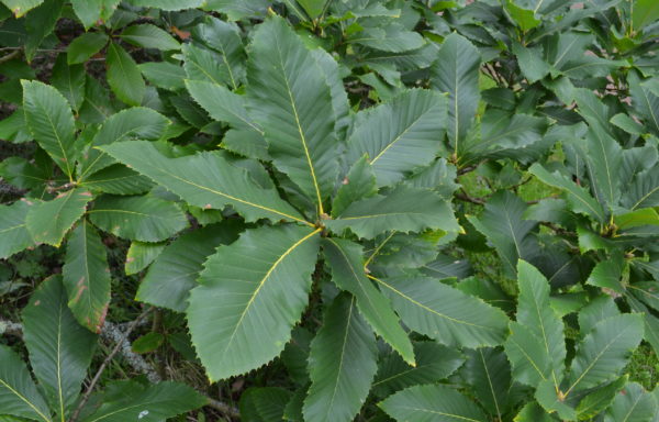 Quercus pontica K.Koch.