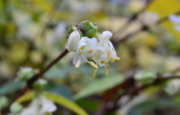 Lonicera standishii Jacques