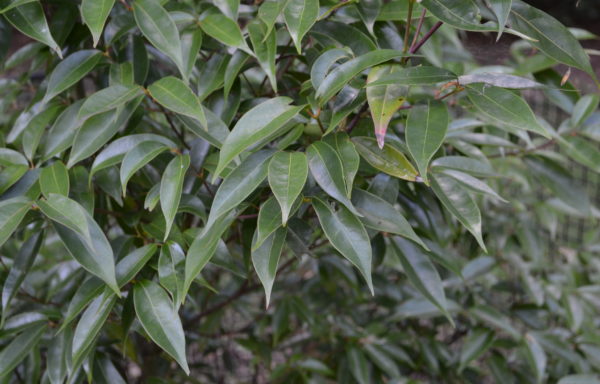 Acer fabri Hance.