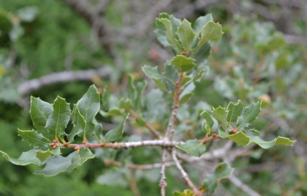 Quercus berberidifolia Liebm.