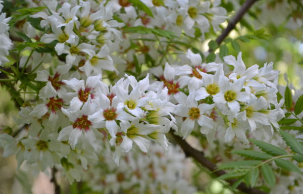 Xanthoceras sorbifolium Bunge