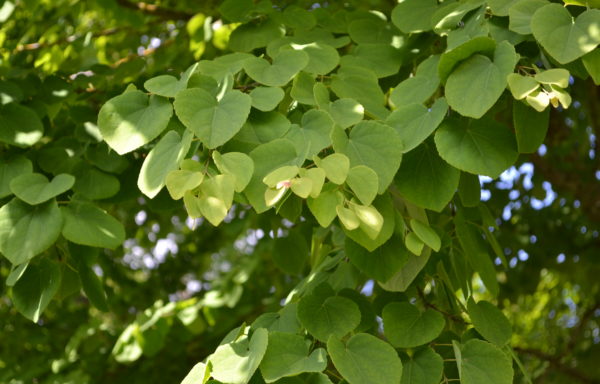 Cercidiphyllum japonicum Siebold & Zucc. ex J.J.Hoffm. & J.H.Schult.bis