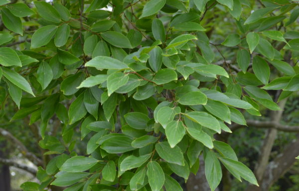 Celtis sinensis Pers.