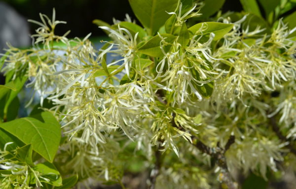 Chionanthus virginicus L.