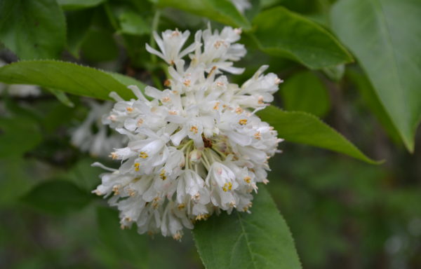 Staphylea colchica Steven