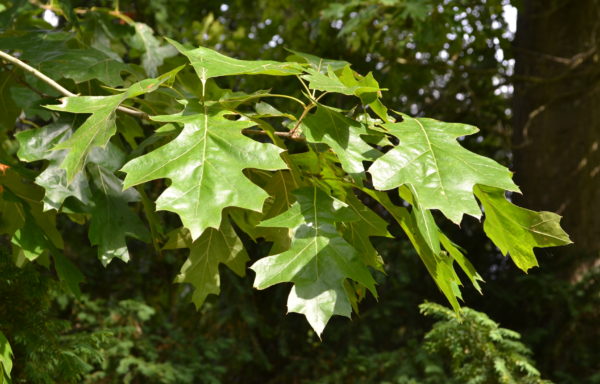 Quercus velutina Lam.