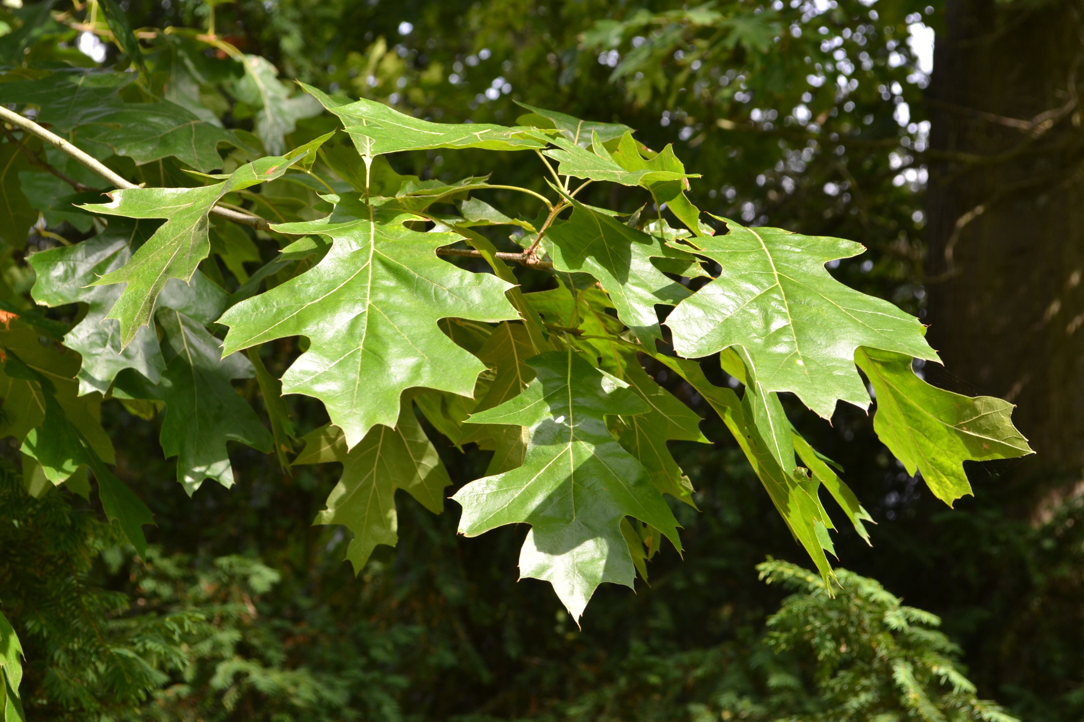 Quercus velutina Lam. - Pépinières botaniques de la Preille