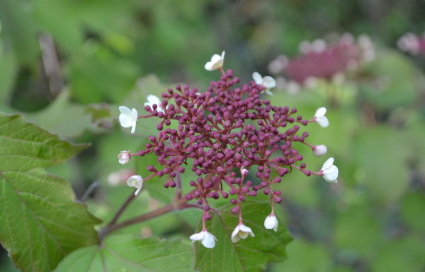 Viburnum sargentii Koehne ‘Onondaga’