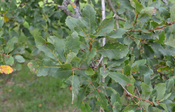 Quercus infectoria subsp. veneris (A.Kern.) Meikle