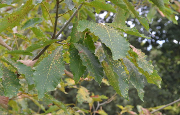 Quercus serrata Murray