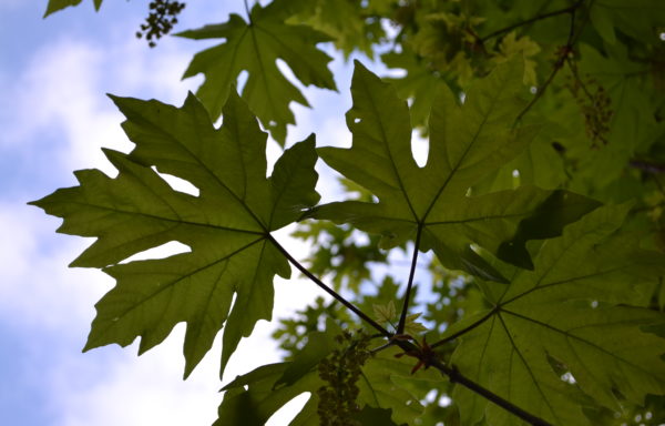 Acer macrophyllum Pursh