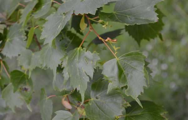 Tilia mongolica