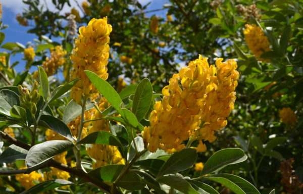 Argyrocytisus battandieri (Maire) Raynaud