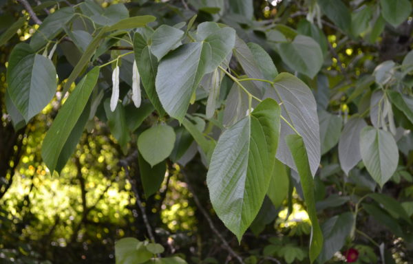 Tilia monticola Sarg.