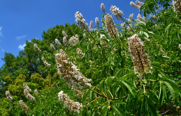 Aesculus californica (Spach) Nutt.