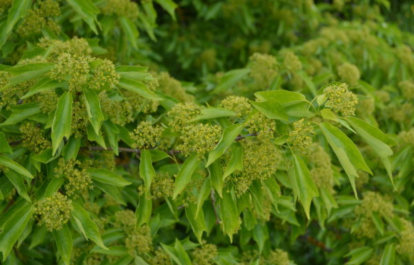 Acer buergerianum Miquel