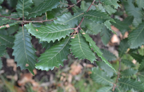 Quercus canariensis Willd.