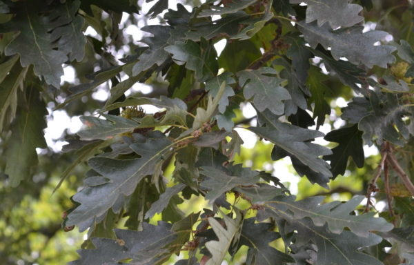 Quercus cerris L.