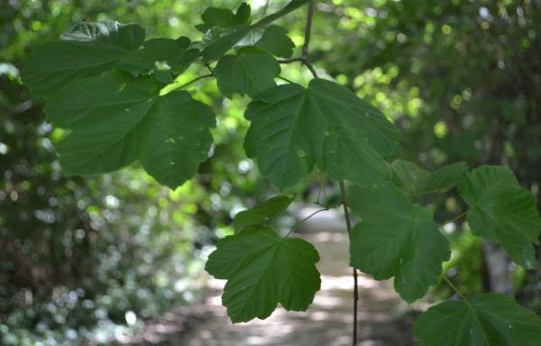 Acer opalus Mill.