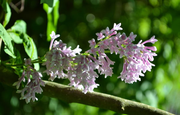 Syringa josikaea J.Jacq. ex Rchb.f.