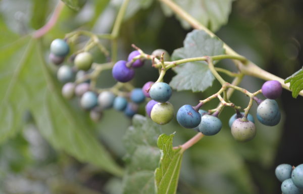 Ampelopsis glandulosa var. brevipedunculata (Maxim.) Momiy.