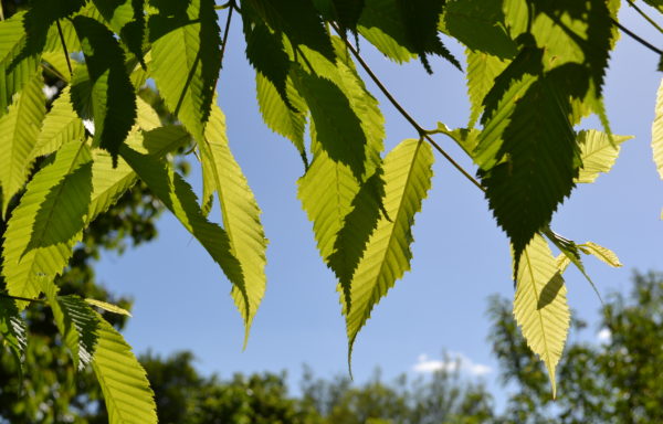 Acer carpinifolium Siebold & Zucc.