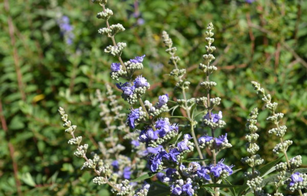 Vitex agnus-castus L.