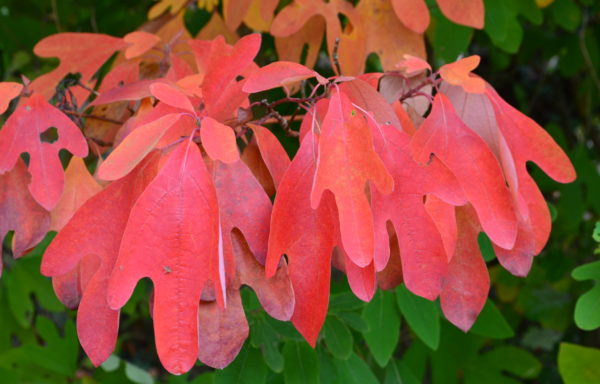 Sassafras albidum (Nutt.) Nees.