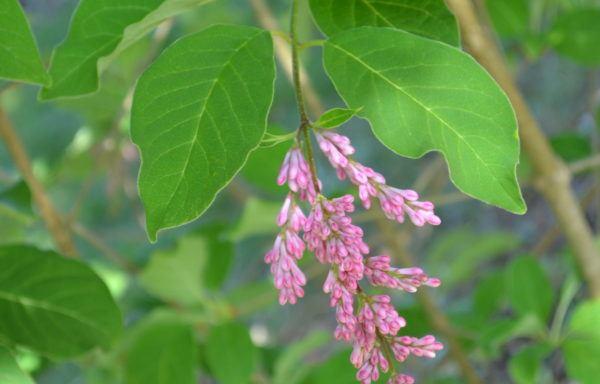 Syringa villosa Vahl