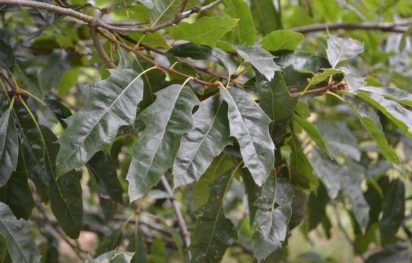 Quercus x heterophylla F.Michx.