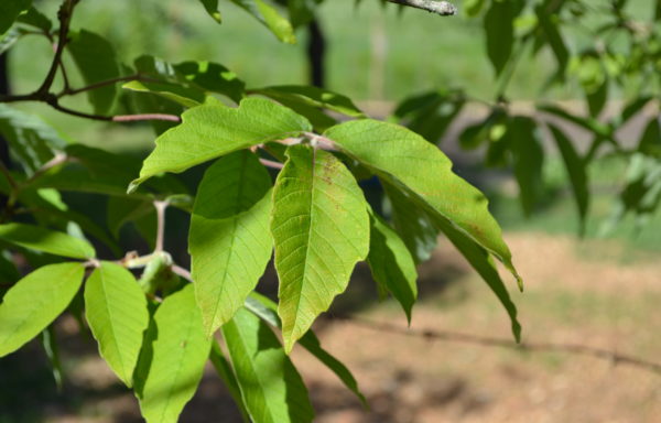 Acer maximowiczianum Miq.