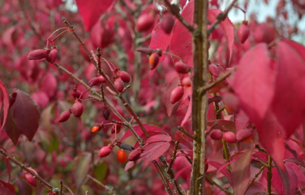 Euonymus alatus (Thunb.) Sieb.