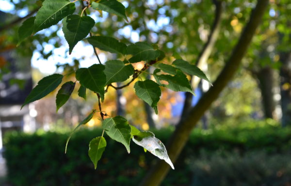 Acer crataegifolium Siebold & Zucc.