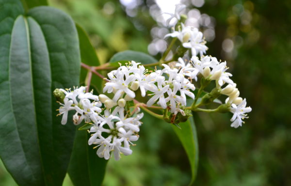 Heptacodium miconioides Rehder