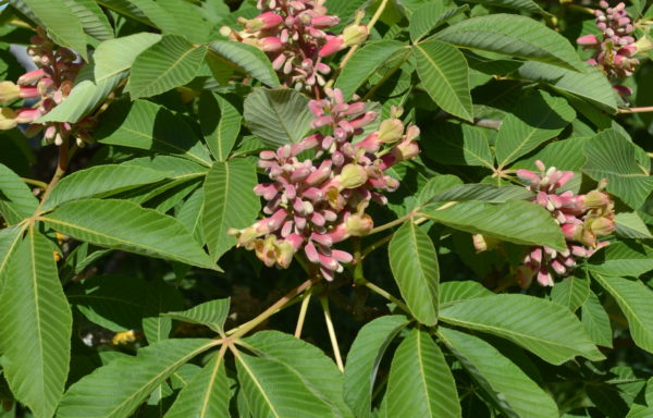 Aesculus x mutabilis (Spach) Schelle ‘Induta’