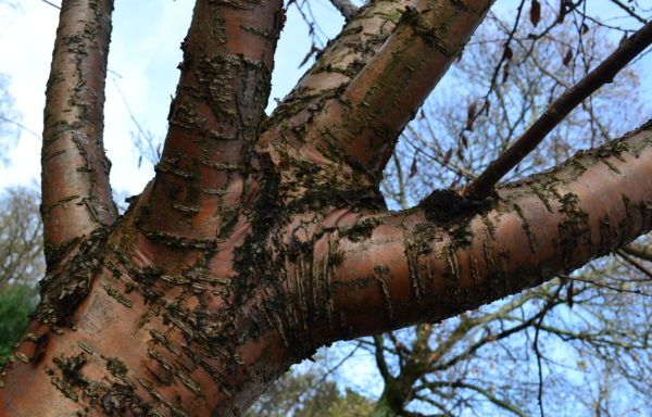 Prunus maackii Rupr. ‘Amber beauty’