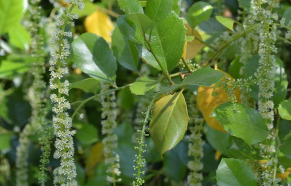 Itea ilicifolia Oliv.